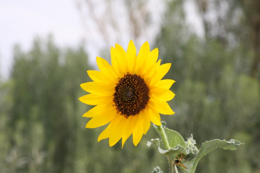 Sunflower